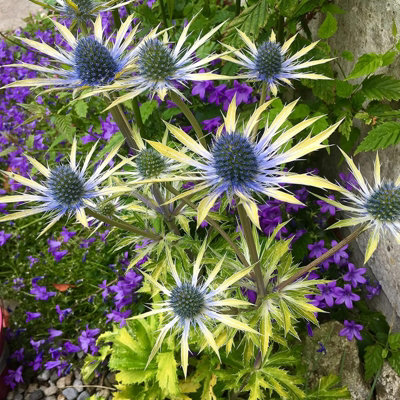 3 x Eryngium Neptunes Gold in 9cm Pots - Rare Sea Holly - Herbaceous Plants