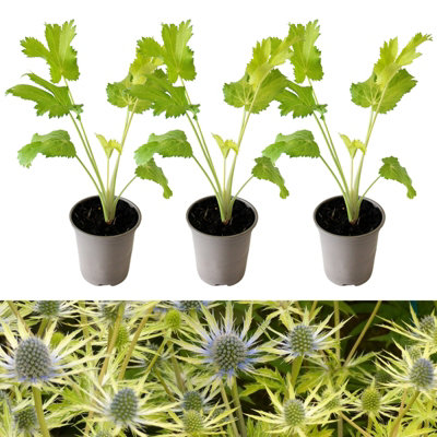 3 x Eryngium Neptunes Gold in 9cm Pots - Rare Sea Holly - Herbaceous Plants