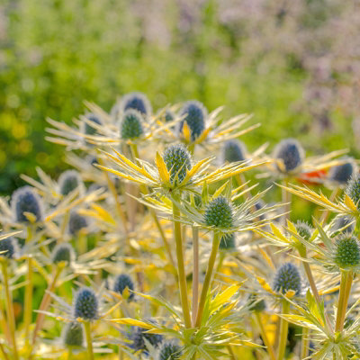 3 x Eryngium Neptunes Gold in 9cm Pots - Rare Sea Holly - Herbaceous Plants - 3