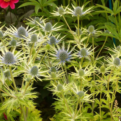 3 x Eryngium Neptunes Gold in 9cm Pots - Rare Sea Holly - Herbaceous Plants - 5