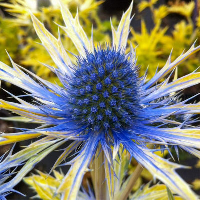 3 x Eryngium Neptunes Gold in 9cm Pots - Rare Sea Holly - Herbaceous Plants - 6