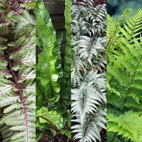 3 x Fern Collection Mix - Hardy Varities and Colours