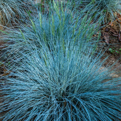 3 x Festuca Intense Blue - Striking Ornamental Grass for Vibrant UK Gardens - Outdoor Plants (10-20cm Height Including Pot)