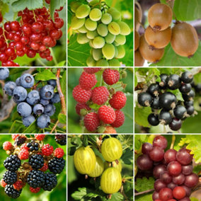 3 x Fruit Mix - Assorted Fruit-bearing Plants for Productive UK Gardens - Outdoor Plants (30-40cm Height Including Pot)