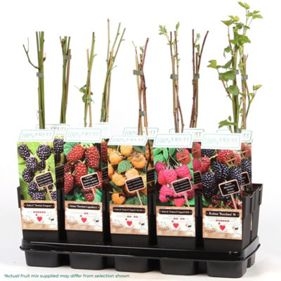 3 x Fruit Mix - Assorted Fruit-bearing Plants for Productive UK Gardens - Outdoor Plants (30-40cm Height Including Pot)
