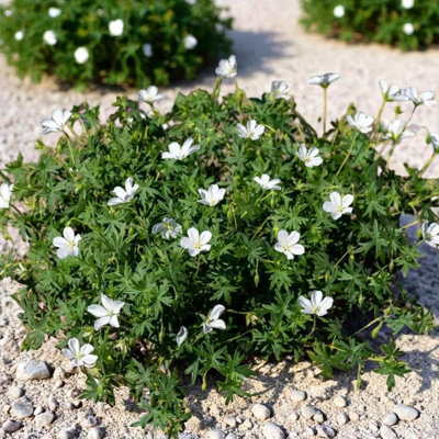 3 x Geranium Album Bare Root - Hardy White Cranesbill Late Spring to ...