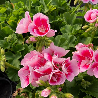 3 x Geranium Raspberry Ice Plant in 13cm Pot - Summer Bedding ...