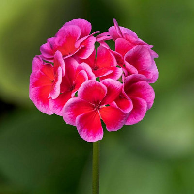 3 x Geranium Raspberry Ice Plant in 13cm Pot - Summer Bedding ...