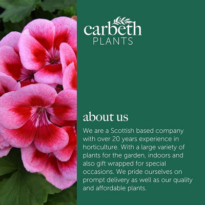 3 x Geranium Raspberry Ice Plant in 13cm Pot - Summer Bedding ...