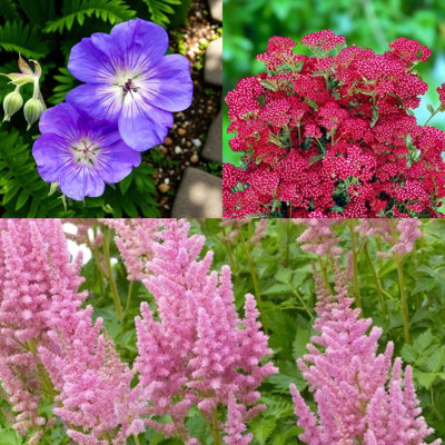 3 x Geranium Rozanne, Achillea Summer Wine & Astilbe Visions in Pink ...