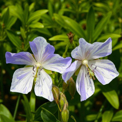 3 x Geranium Splish Splash Bare Root - Unusual Lilac Striped Hardy ...