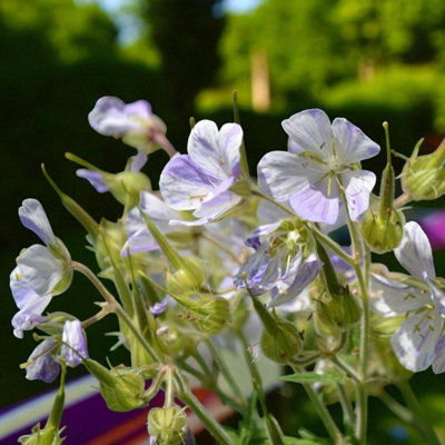 3 x Geranium Splish Splash Bare Root - Unusual Lilac Striped Hardy ...