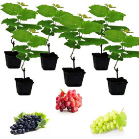 3 x Grape Plants - Mixed Vitis - Garden Grape Fruit Vine Grow Your Own Grapevine