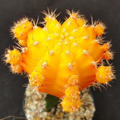 3 x Gymnocalycium mihanovichii in 5.5cm Pots - Colourful Moon Cactus Plants