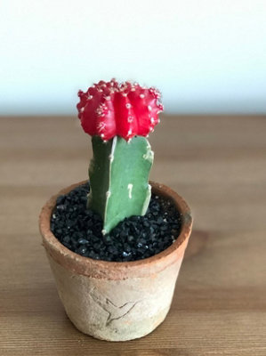3 x Gymnocalycium mihanovichii in 5.5cm Pots - Colourful Moon Cactus Plants - 3