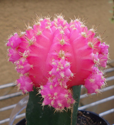 3 x Gymnocalycium mihanovichii in 5.5cm Pots - Colourful Moon Cactus Plants - 4
