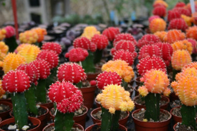 3 x Gymnocalycium mihanovichii in 5.5cm Pots - Colourful Moon Cactus Plants - 5