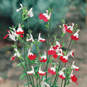 3 x Hardy Salvia greggii 'Hot Lips' Pack of 3 Potted Plant in 9cm Pots Supplied as Eastablished Plants in 9cm Nursery Pot