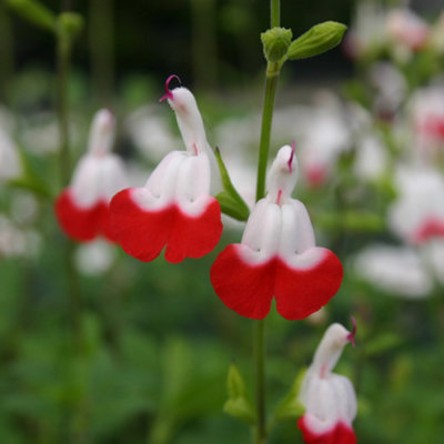 3 x Hardy Salvia greggii 'Hot Lips' Pack of 3 Potted Plant in 9cm Pots Supplied as Established Plants in 9cm Nursery Pot
