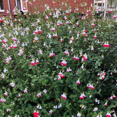 3 x Hardy Salvia greggii 'Hot Lips' Pack of 3 Potted Plant in 9cm Pots Supplied as Established Plants in 9cm Nursery Pot - 3