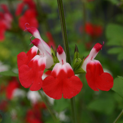 3 x Hardy Salvia greggii 'Hot Lips' Pack of 3 Potted Plant in 9cm Pots Supplied as Established Plants in 9cm Nursery Pot - 4