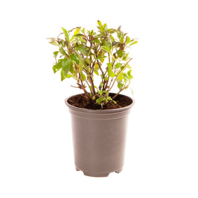 3 x Hardy Salvia greggii 'Hot Lips' Pack of 3 Potted Plant in 9cm Pots Supplied as Established Plants in 9cm Nursery Pot - 5