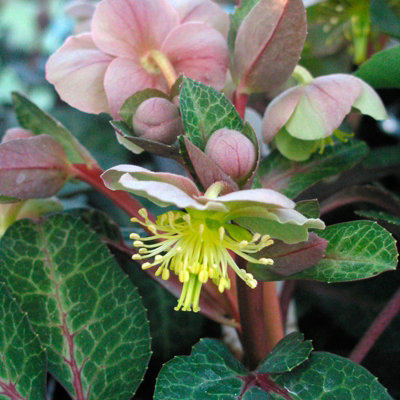 3 x Helleborus Pink Marble Christmas Rose Plant in 9cm Pots - Autumn Winter Flowering - 3