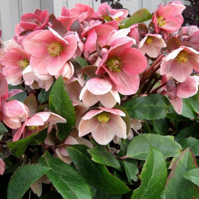 3 x Helleborus Pink Marble Christmas Rose Plant in 9cm Pots - Autumn Winter Flowering - 5