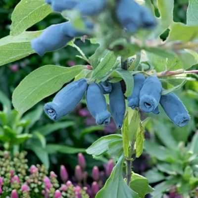 3 x Honeyberry Plant in 9cm Pot - Lonicera Caerulea Morena - Hardy Blue  Berry Bush for UK