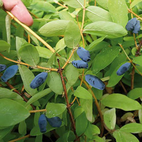3 x Honeyberry Plant Lonicera Kamschatica 'Balalaika' in a 9cm Pot Fruit Trees for Gardens and Patios