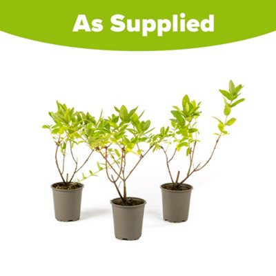 3 x Honeyberry Plant Lonicera Kamschatica 'Balalaika' in a 9cm Pot Fruit Trees for Gardens and Patios - 4