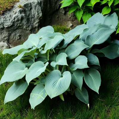 3-x-hosta-jurassic-park-bare-root-summer-flowering-perennial-with