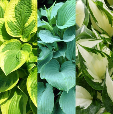 3 x Hosta Plant Collection in 9cm Pots - Herbaceous Perennials - Selection of Different Coloured Foliage - Shade Loving