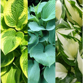 3 x Hosta Plant Collection in 9cm Pots - Herbaceous Perennials - Selection of Different Coloured Foliage - Shade Loving