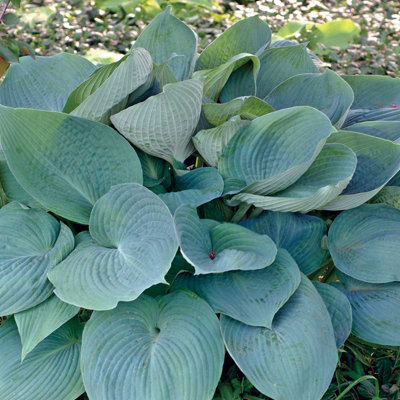 3 x Hosta Plant Collection in 9cm Pots - Herbaceous Perennials - Selection of Different Coloured Foliage - Shade Loving - 3