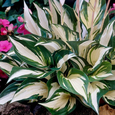 3 x Hosta Plant Collection in 9cm Pots - Herbaceous Perennials - Selection of Different Coloured Foliage - Shade Loving - 4