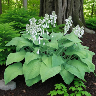 3 x Hosta T Rex Bare Root - Tall Architectural Perennial Shade Loving ...