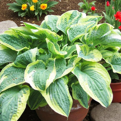 3 x Hosta Wide Brim Bare Root - Low Maintenance Summer Flowering ...