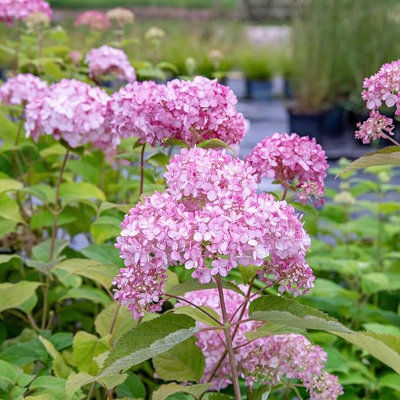 3 x Hydrangea Candybelle Bubblegum Bare Roots - Hardy, Easy to Grow ...