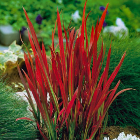 3 x Imperata Blood Grass 'Red Baron' 3 Plants in 9cm Pots
