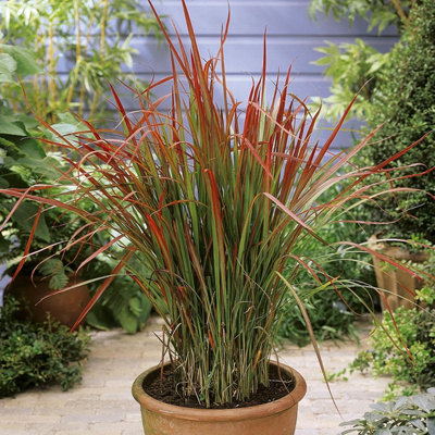 3 x Imperata Blood Grass 'Red Baron' 3 Plants in 9cm Pots - 3