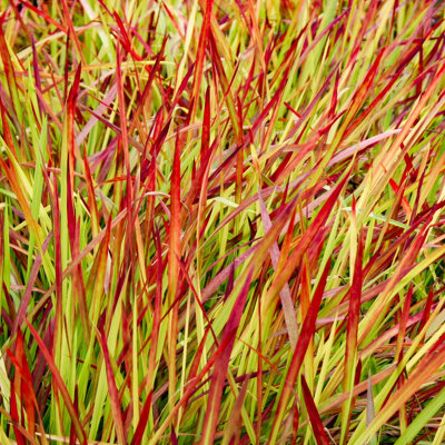3 x Imperata Blood Grass 'Red Baron' 3 Plants in 9cm Pots - 4