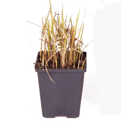 3 x Imperata Blood Grass 'Red Baron' 3 Plants in 9cm Pots - 6