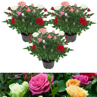 3 x Indoor Rose Quattro Mix - Real Mini Potted Plant in 10.5cm Pot ...