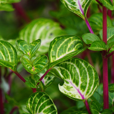3-x-iresine-bloodleaf-mini-indoor-plant-in-6cm-pots-blazin-lime