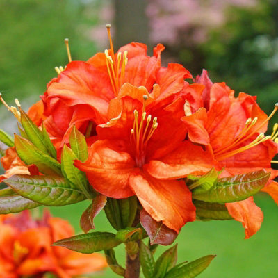 3 x Japanese Azalea Plants - Mixed Unusual Varieties - Evergreen Shrubs
