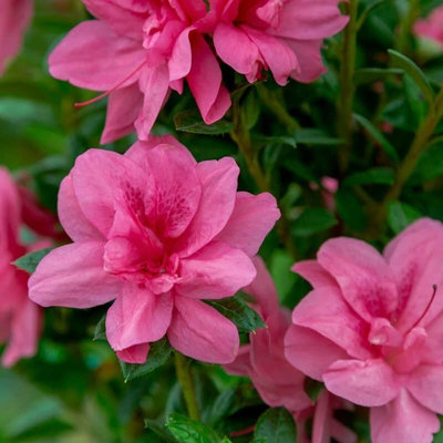 3 x Japanese Azalea Plants - Mixed Unusual Varieties - Evergreen Shrubs - 4
