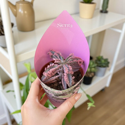 bioloco plant easy cup Sustainable coffee cup to go - bioloco plant easy cup