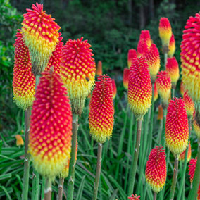 3 x Kniphofia Flamenco 'Red Hot Poker' in 9cm Pots Red and Yellow Exotic Plants for Gardens