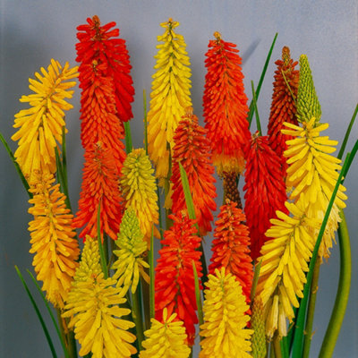 3 x Kniphofia Flamenco 'Red Hot Poker' in 9cm Pots Red and Yellow Exotic Plants for Gardens
